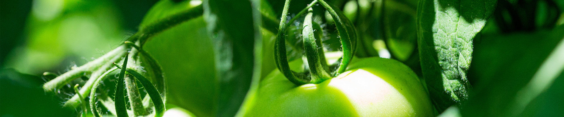  玉樹飯堂領導帶隊參觀考察廣州市福禧農業發展佛山分公司食材供應基地